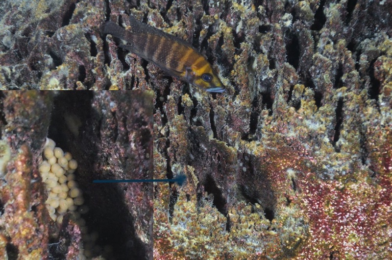 Altolamprologus compressiceps 'Mtosi'